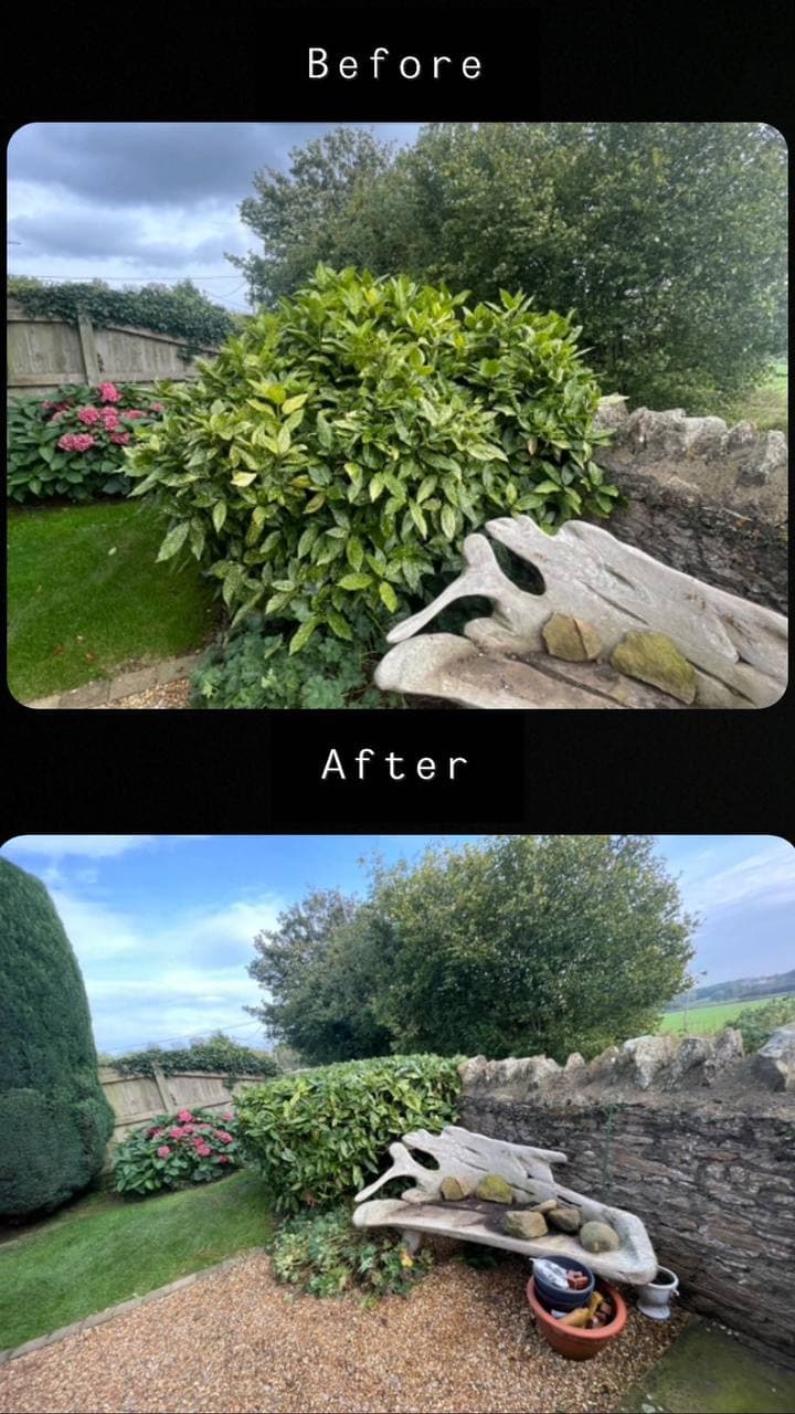 Before and after of a large shrub cut right back to open up the view